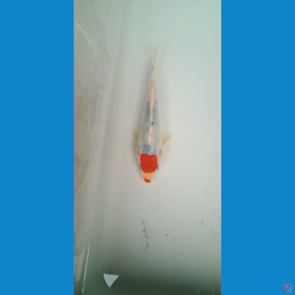 bahan tc tategoi Alis 17cm