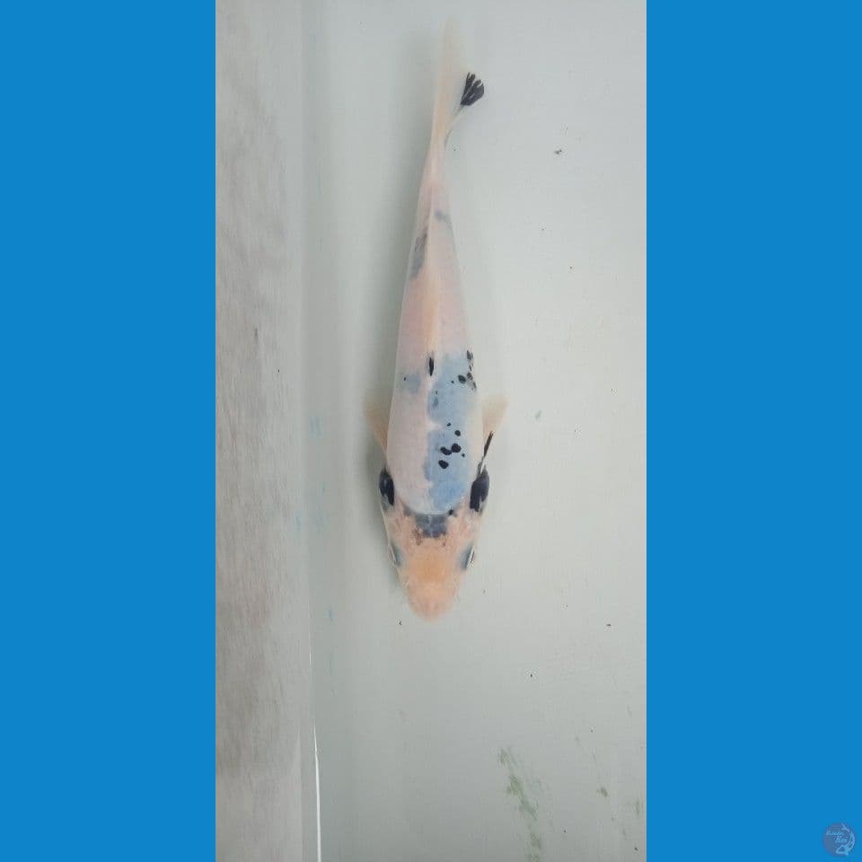 siro bahan tategoi 18cm