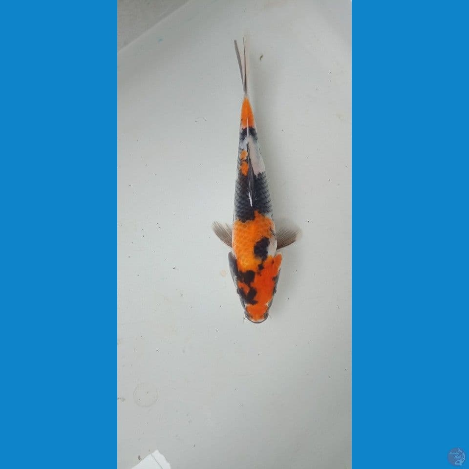 bahan sowamu 18cm