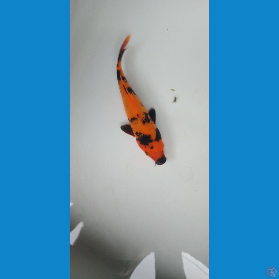 hiu besih 17cm