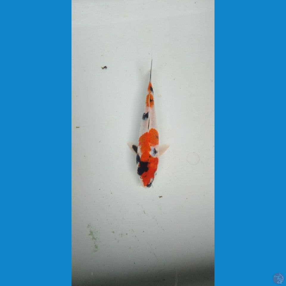Showa original 17cm