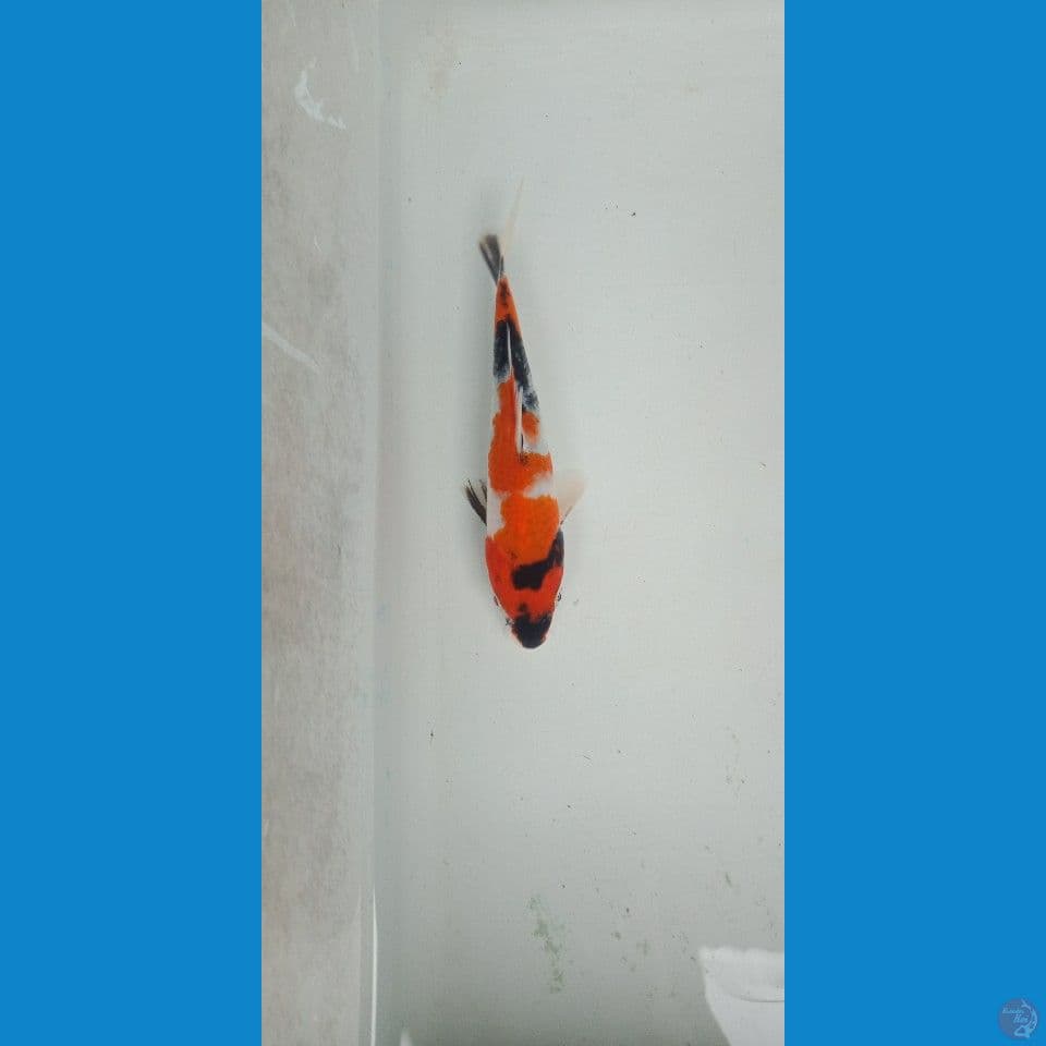 showa 17 cm