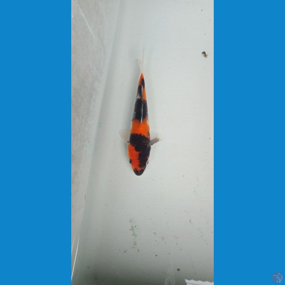 hisowa halus 15cm