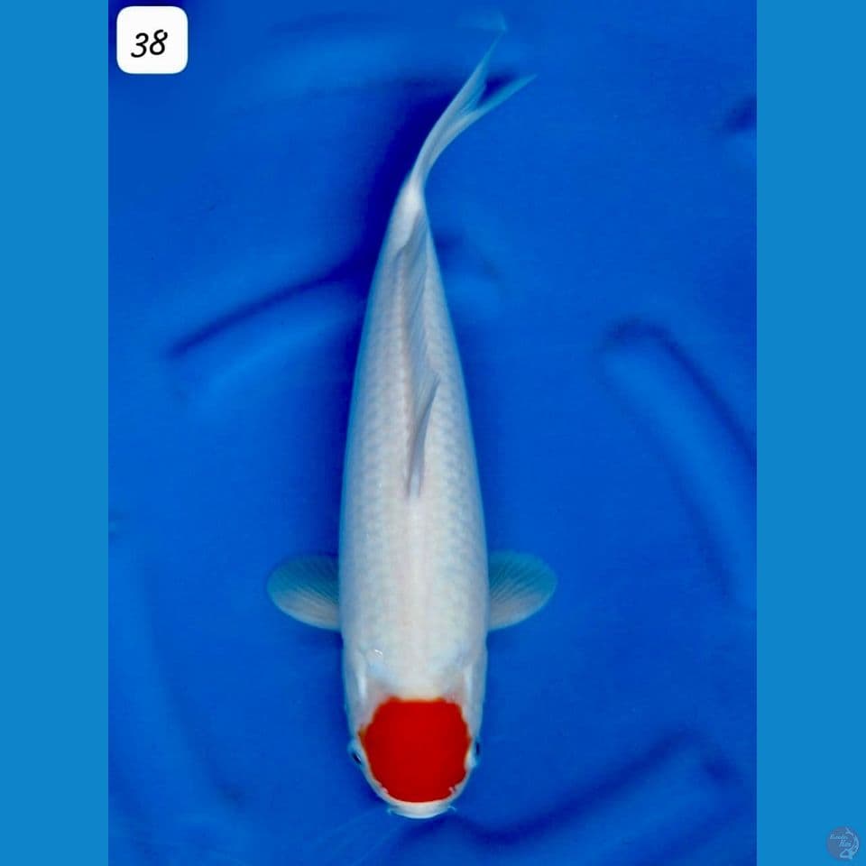 38cm - Tancho Kohaku