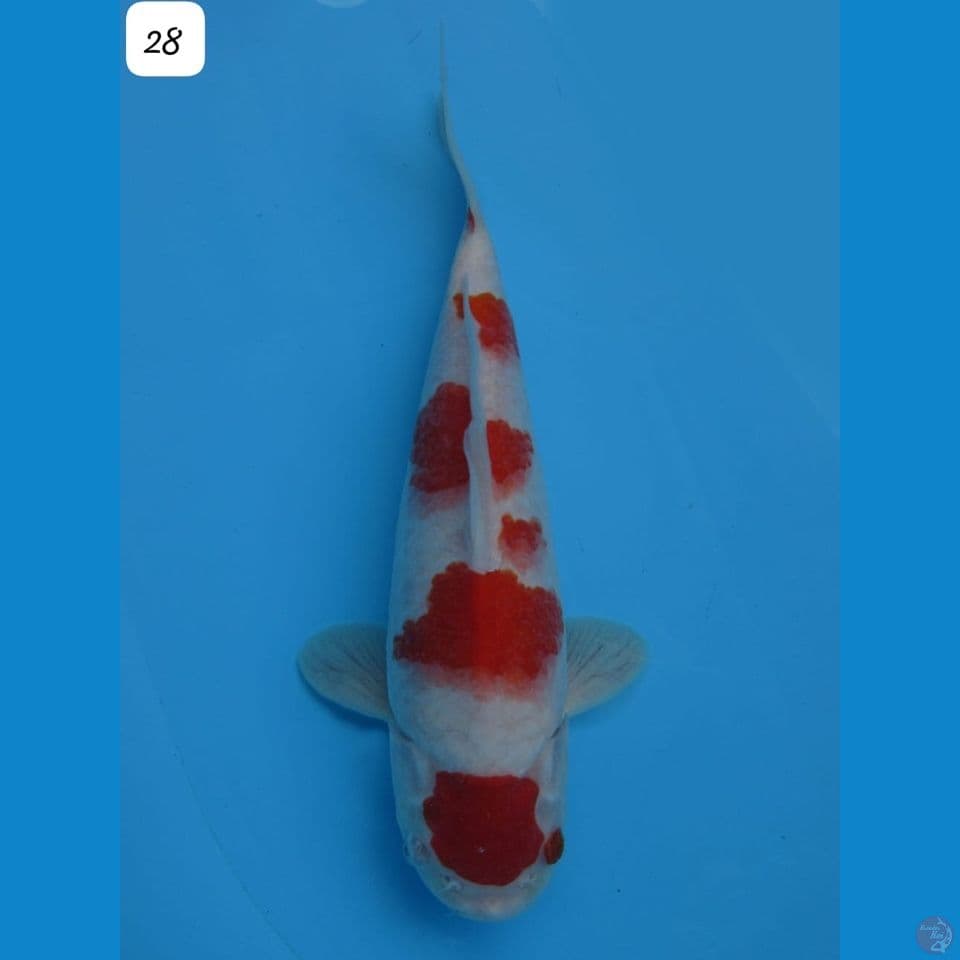 28cm - Maruten Kohaku 