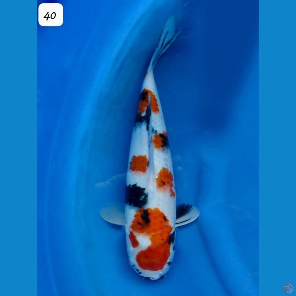 40cm - Kindai Showa