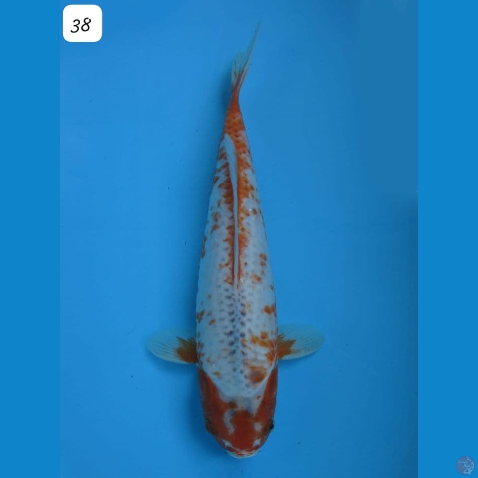 38cm - Sabikoyo Unique 