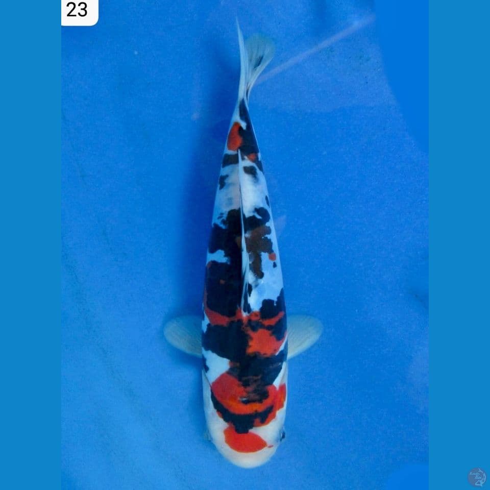 23cm - Showa Doitsu Murni 