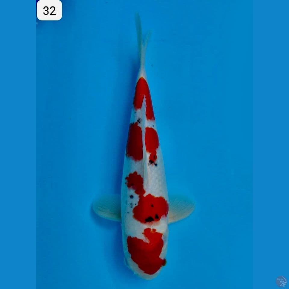32cm - Ori Sanke Evolution