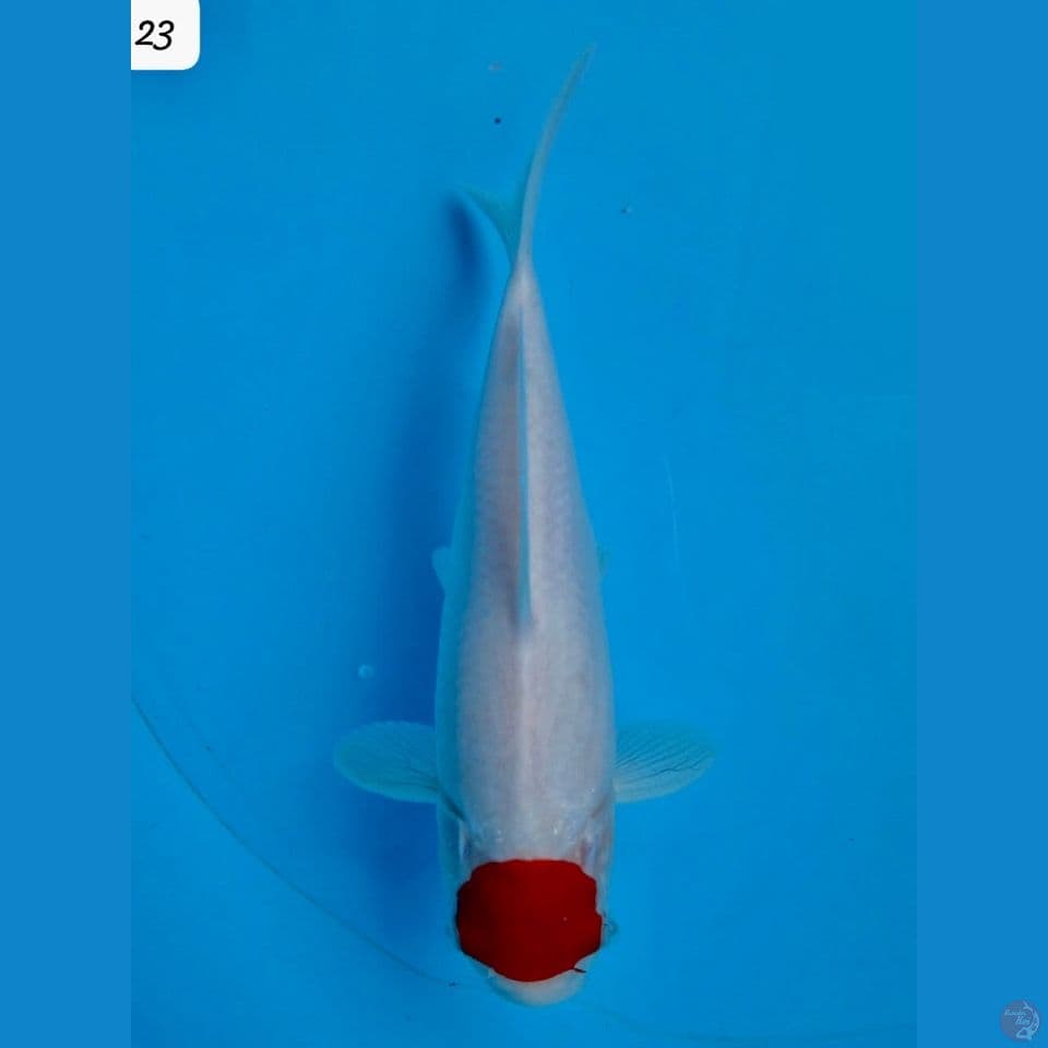 23cm - Tancho Putih Salju