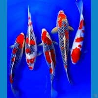35-42cm mix goshiki racing