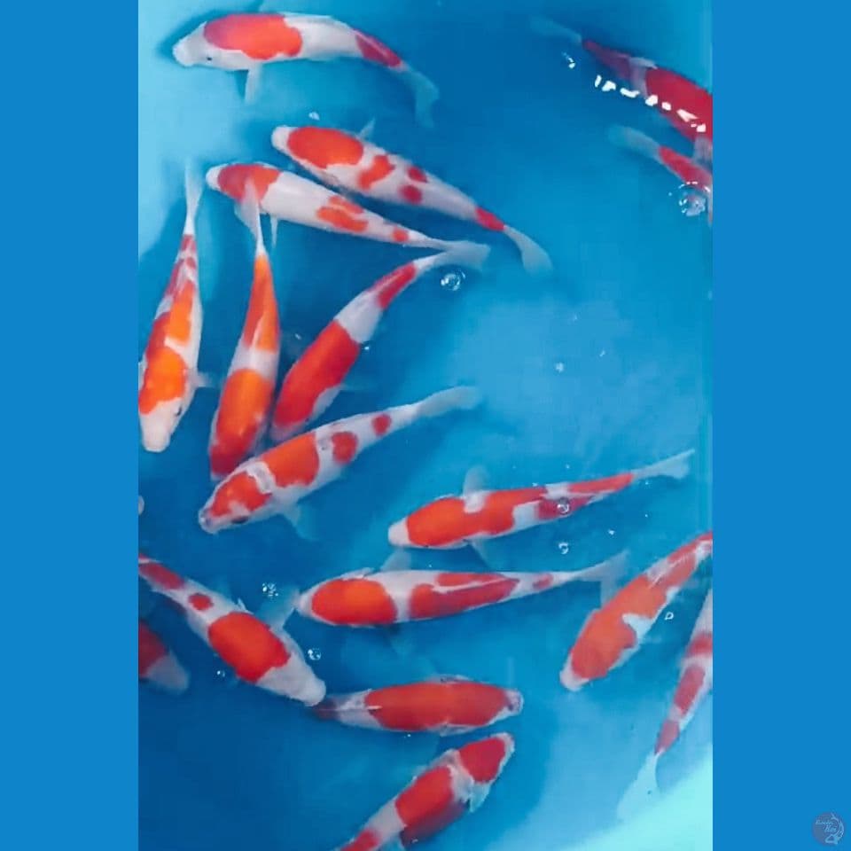 KOHAKU 25BU
