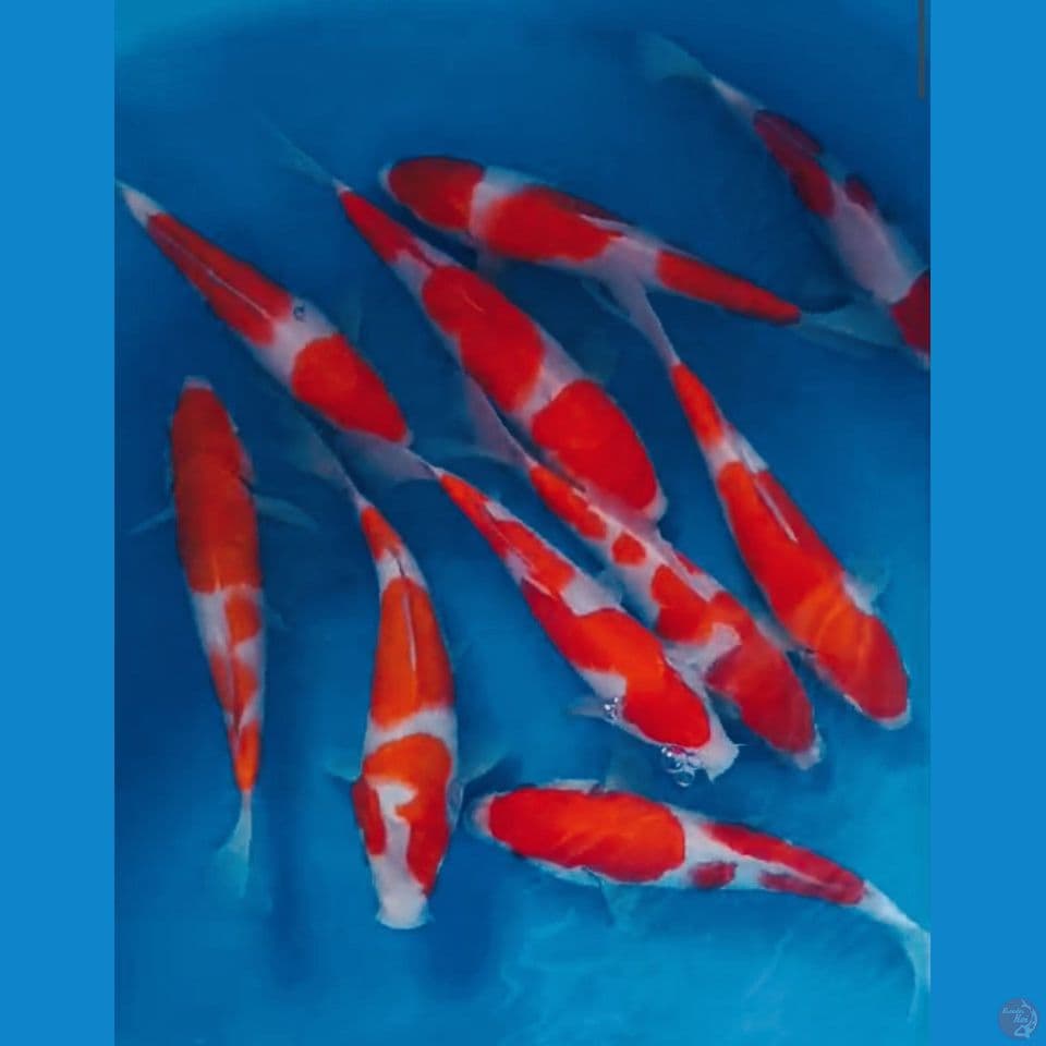 KOHAKU 25CM