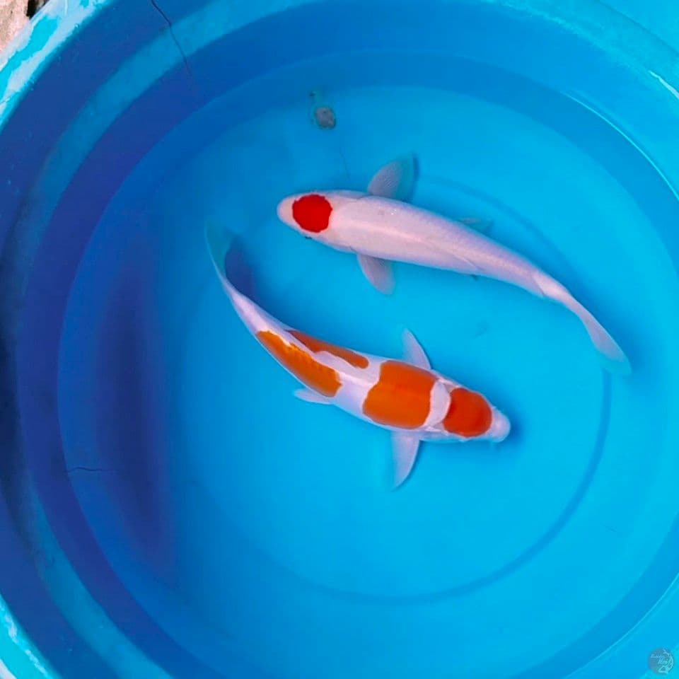 doit x sisek all male 25&28cm