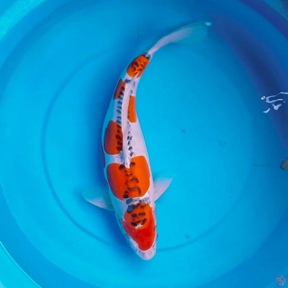 doitsu kujaku F38cm