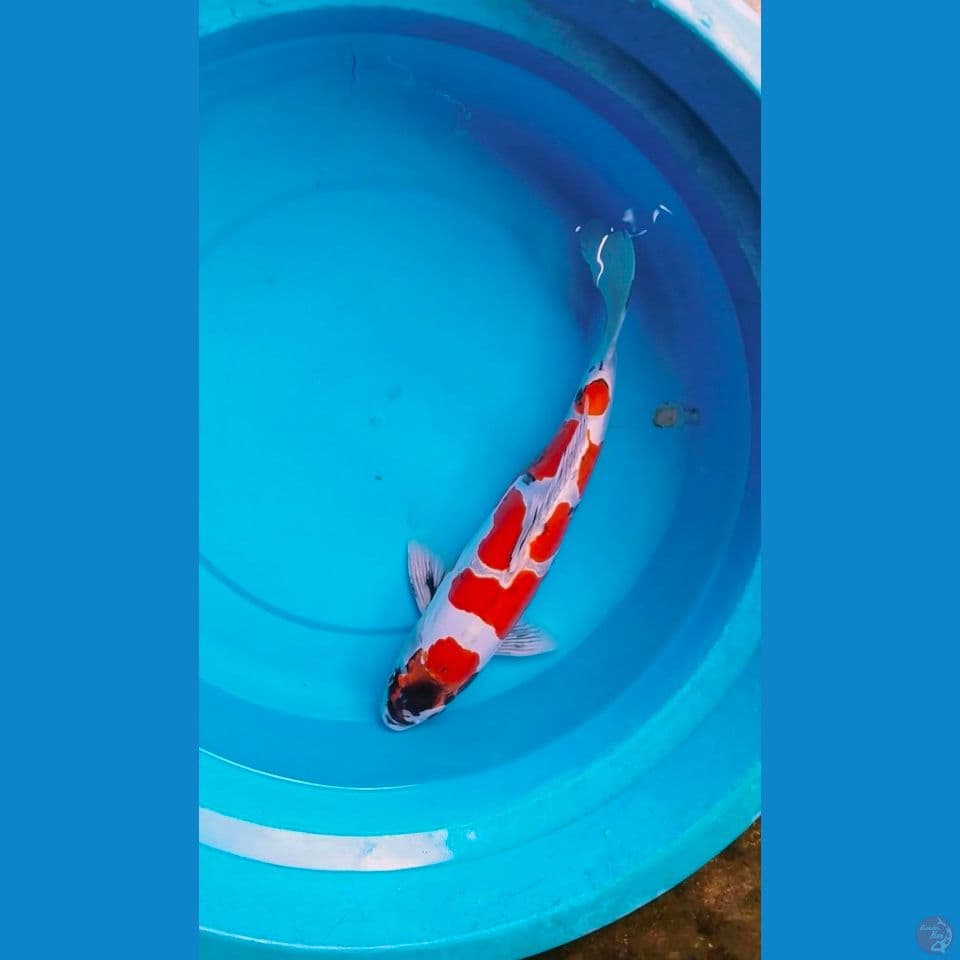 Benikiko male 38cm