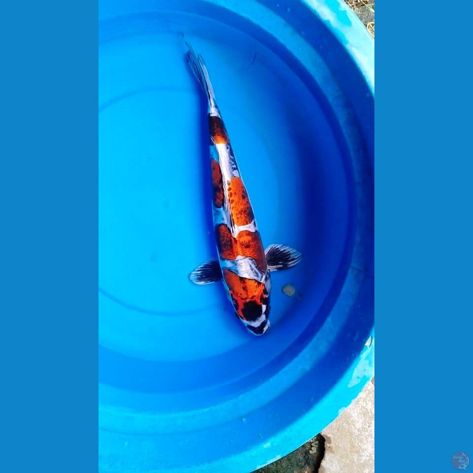 Benikiko F38cm 