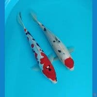 sanke Doitsu sisik 29/30 cm