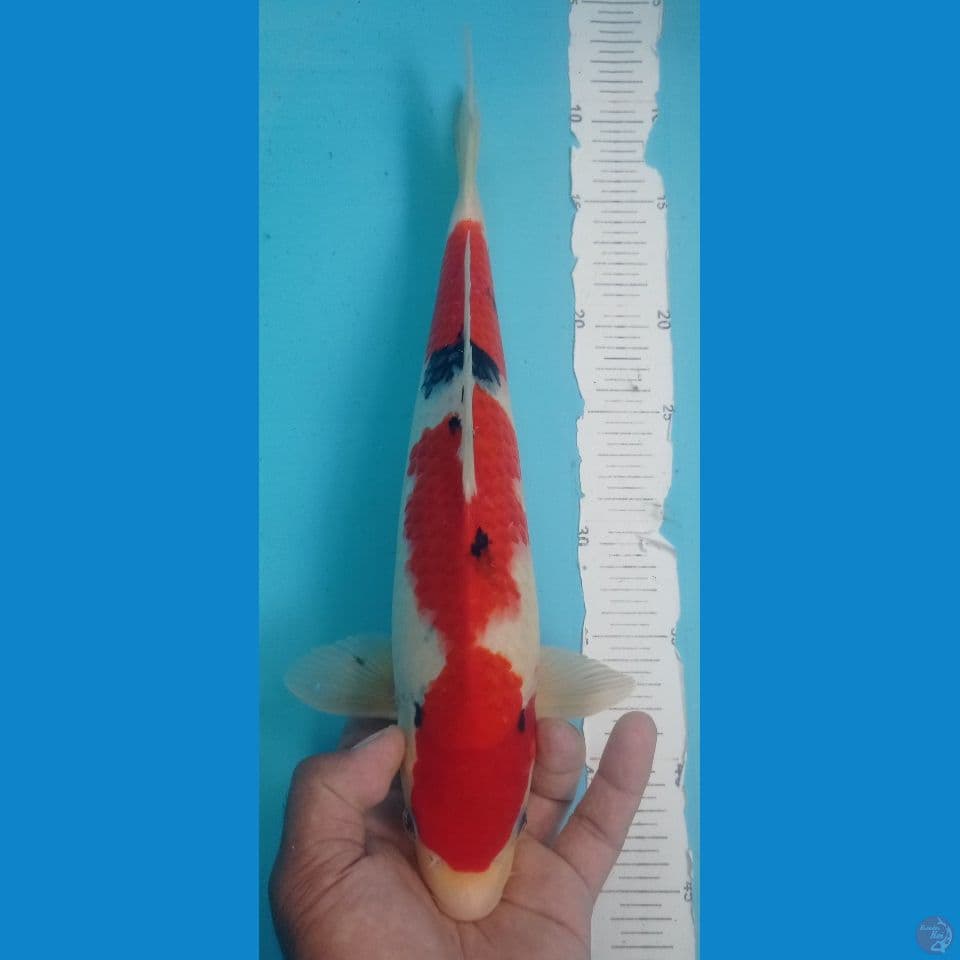 SANKE 37CM