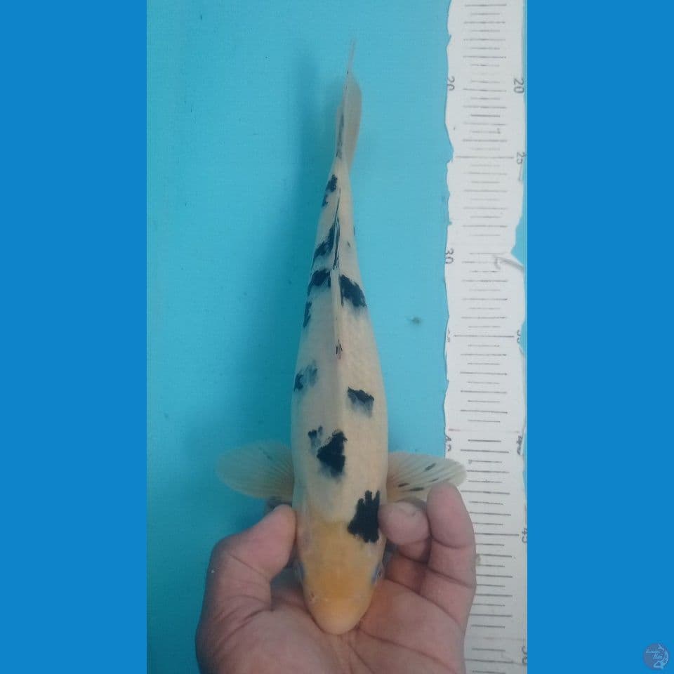 BEKKO 30CM