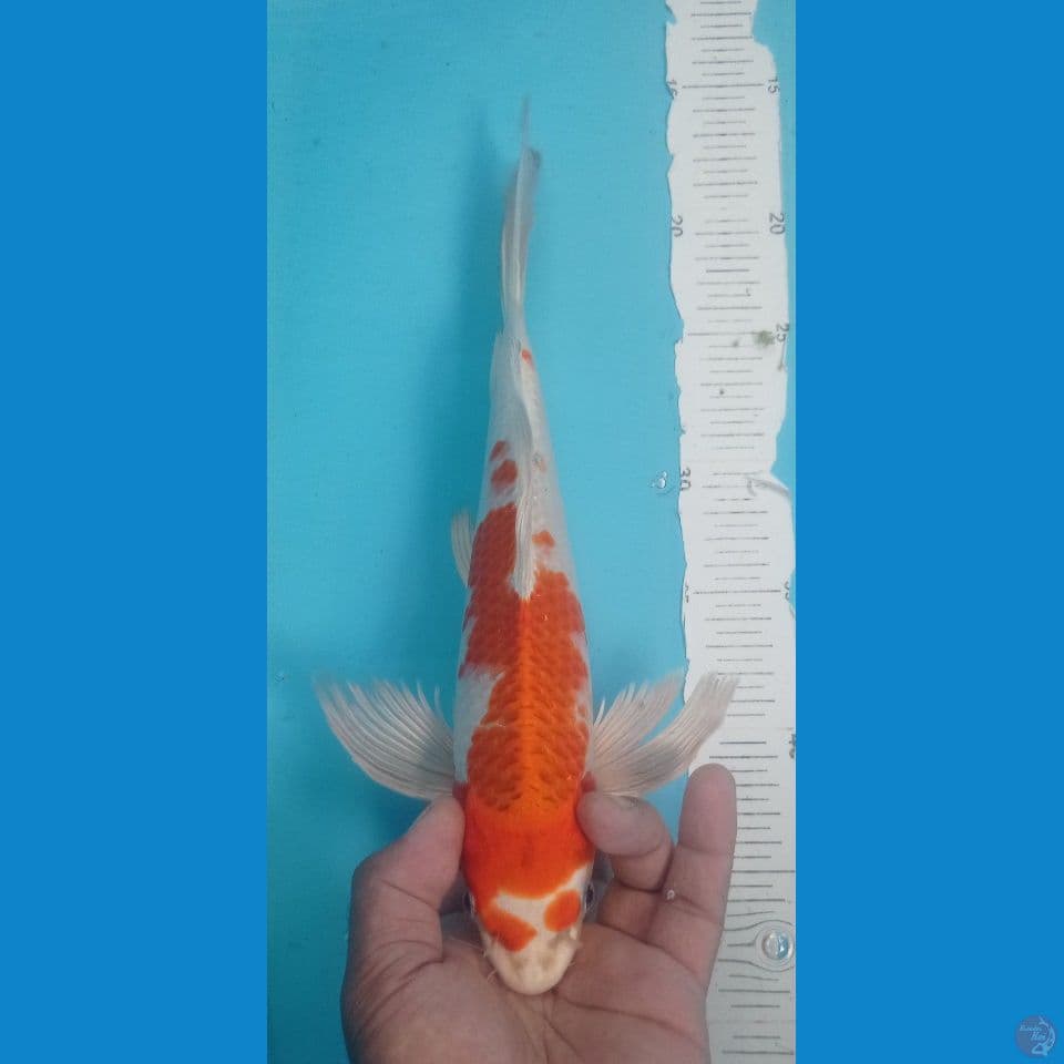 SAKURA OGON 32CM