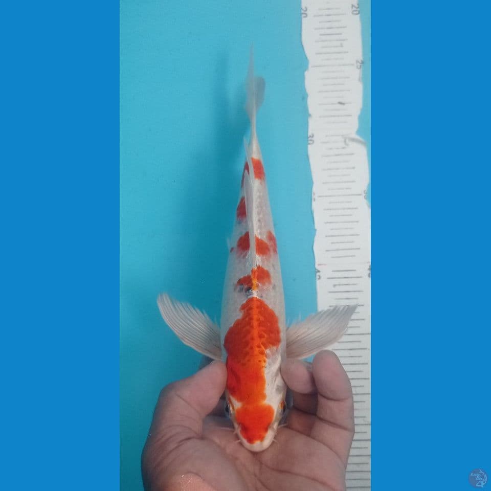 HiKARY 28CM