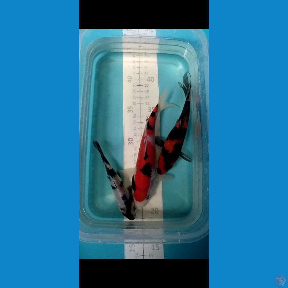 Grade A+ showa Sanke Shiro 13-18cm 3pcs