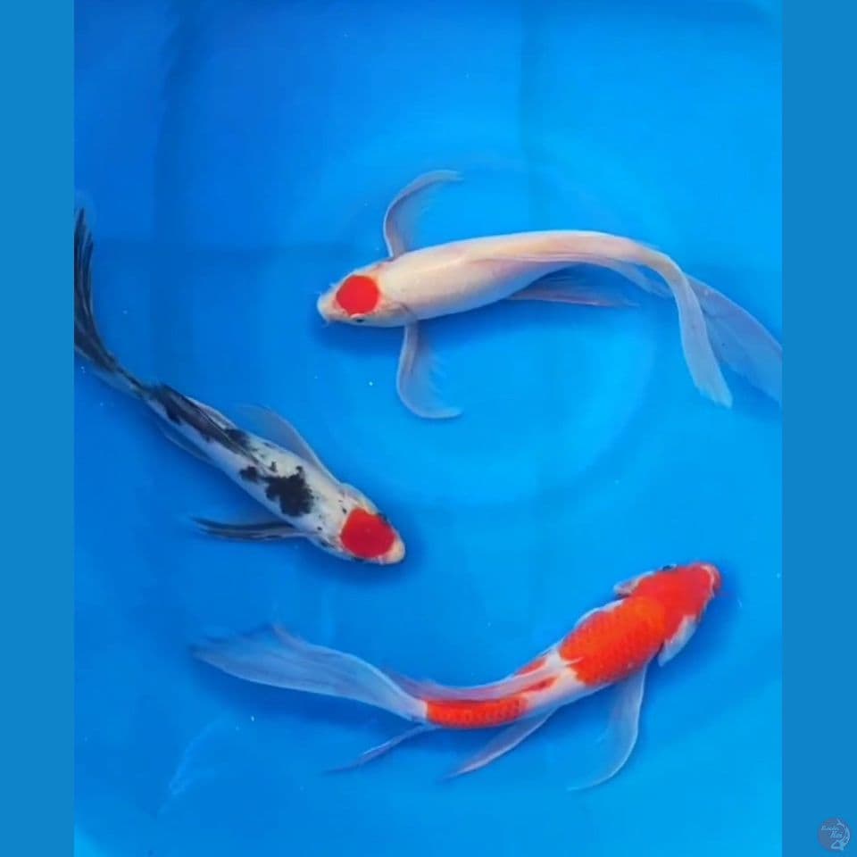 MIX 25CM