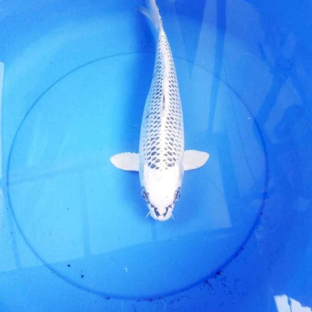 Gin Matsuba F1 -34 cm