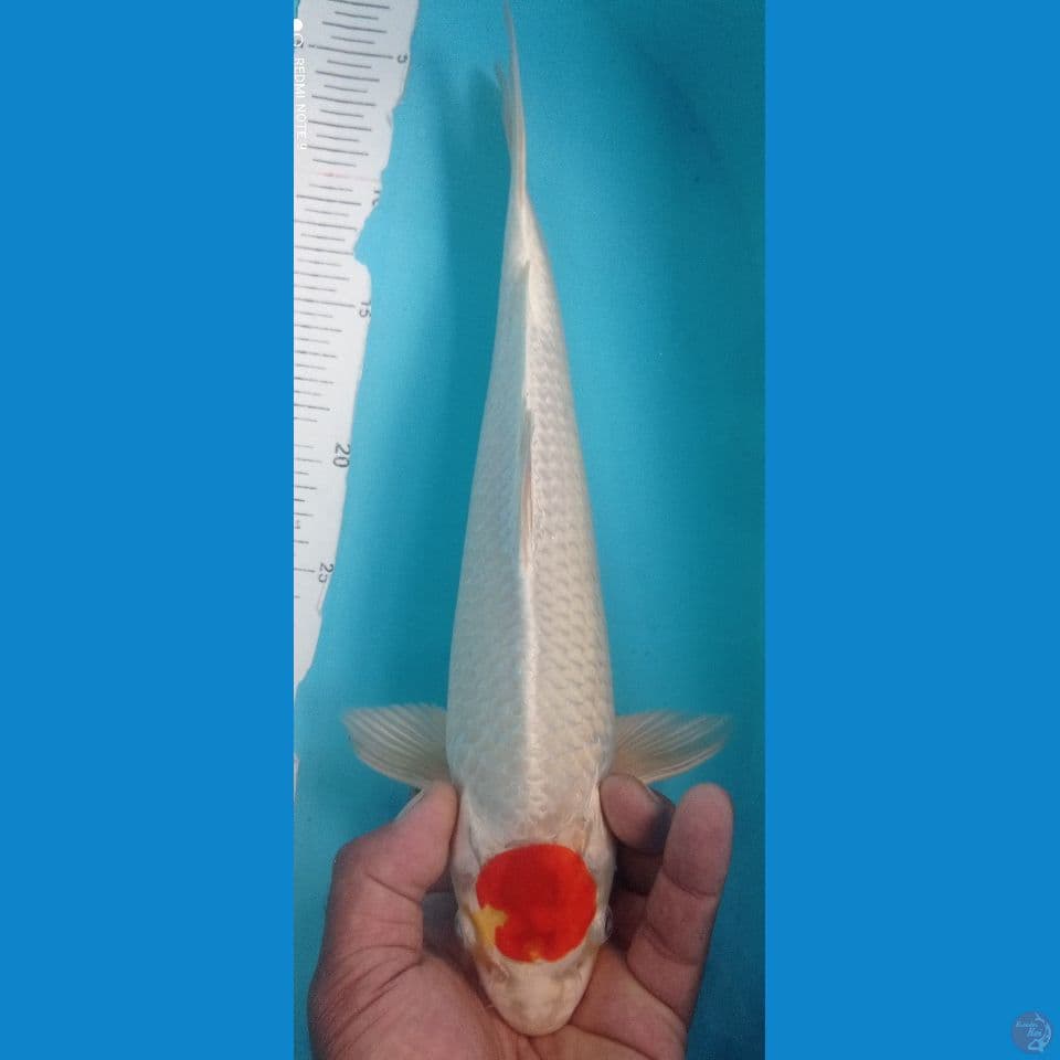 TANCHO 35CM