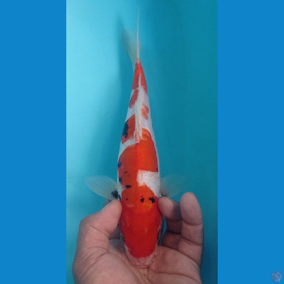 KUMUNRIYU 28CM