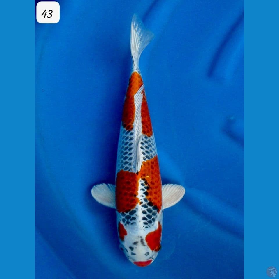 43cm - Male Red Kujaku