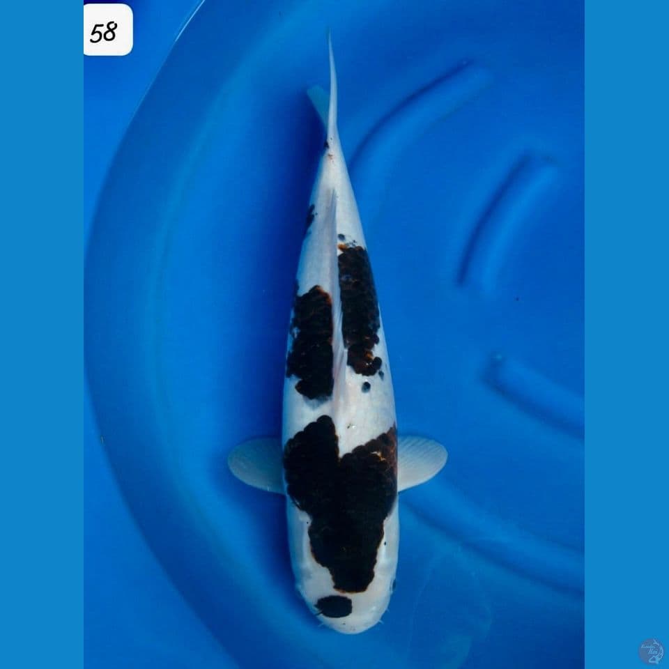 58cm - Budo Koromo Jumbo