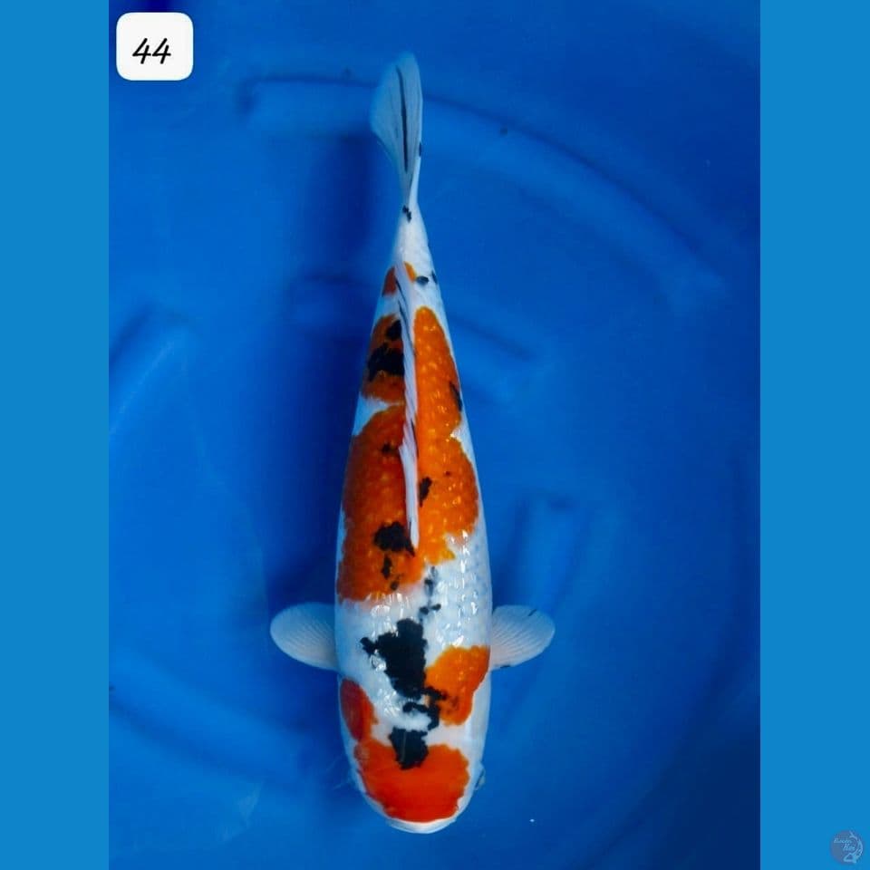 44cm - Sanke Ginrin Akf 
