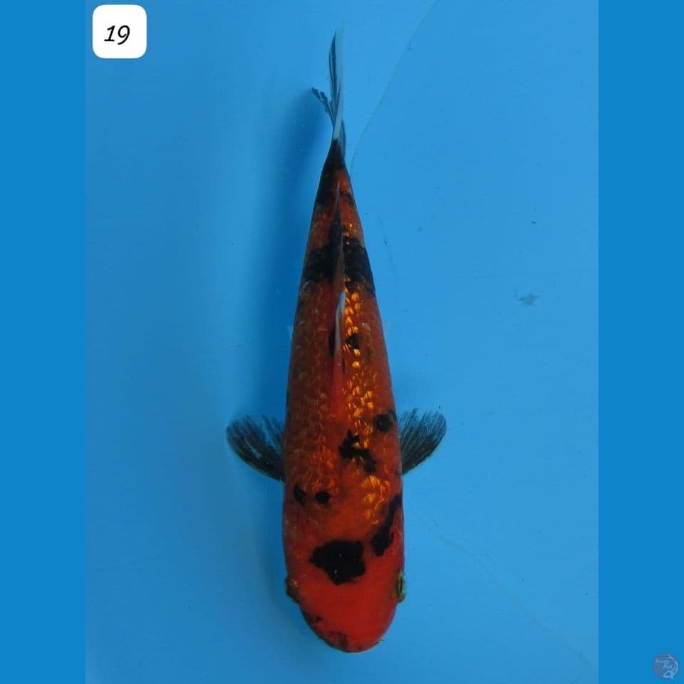 19cm - Utsuri Ginrin