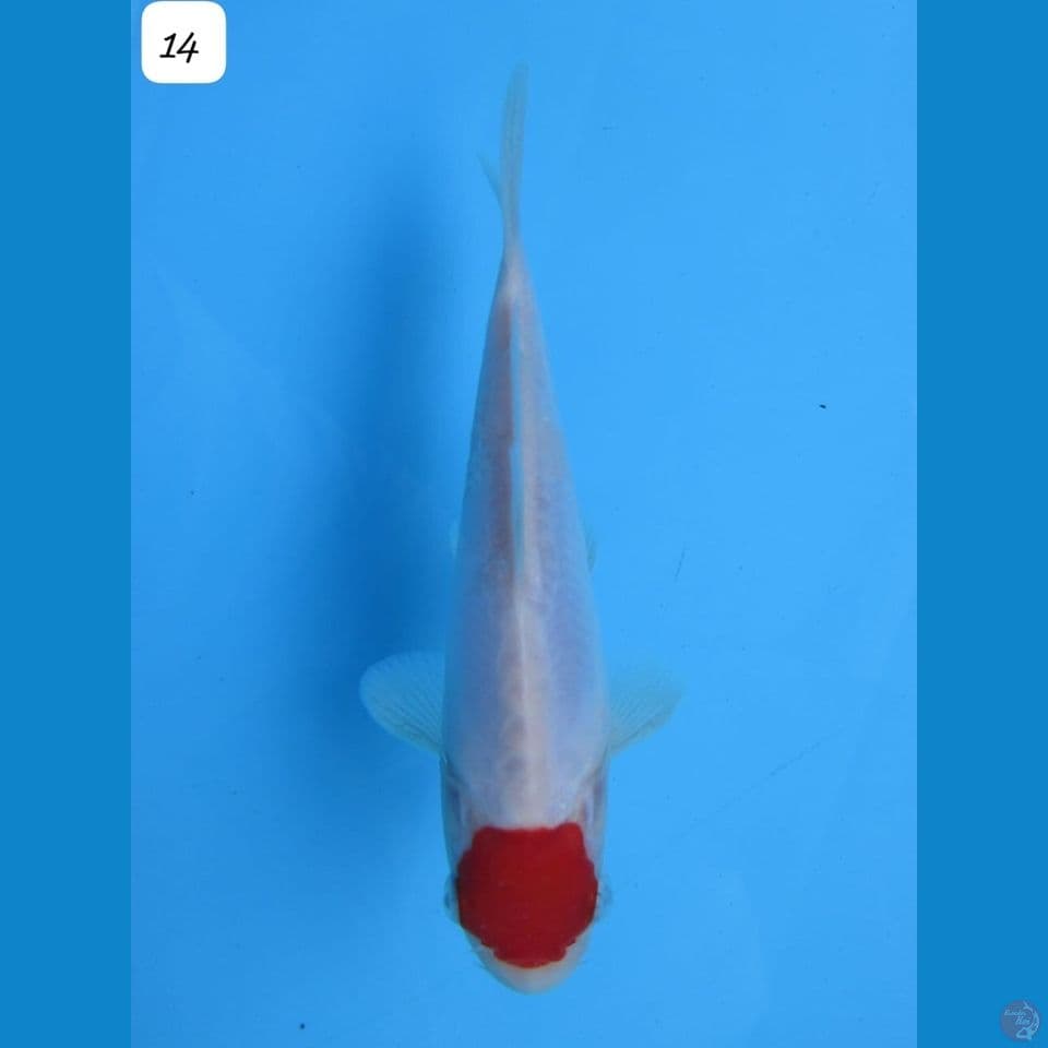 14cm - Tancho Bahan Show