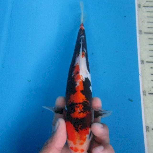Benikumon