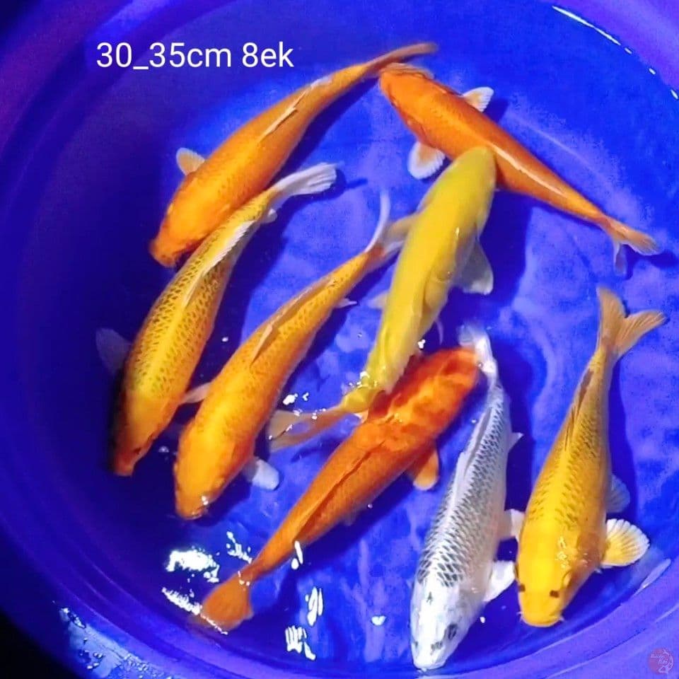 mik ceria 30_35cm 8ek