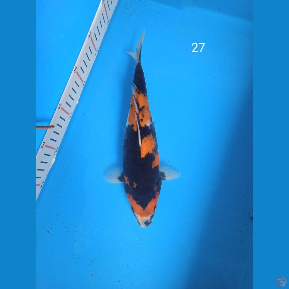 showa 27cm
