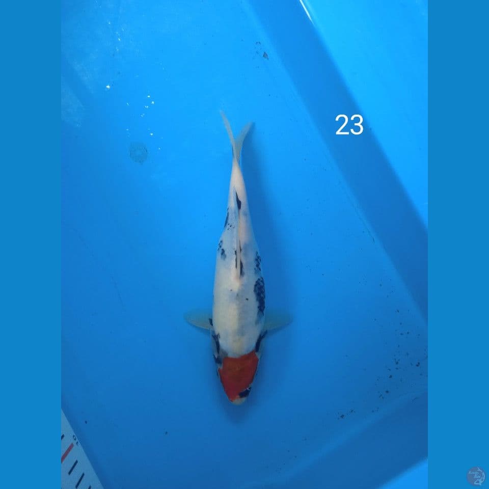 showa 23cm