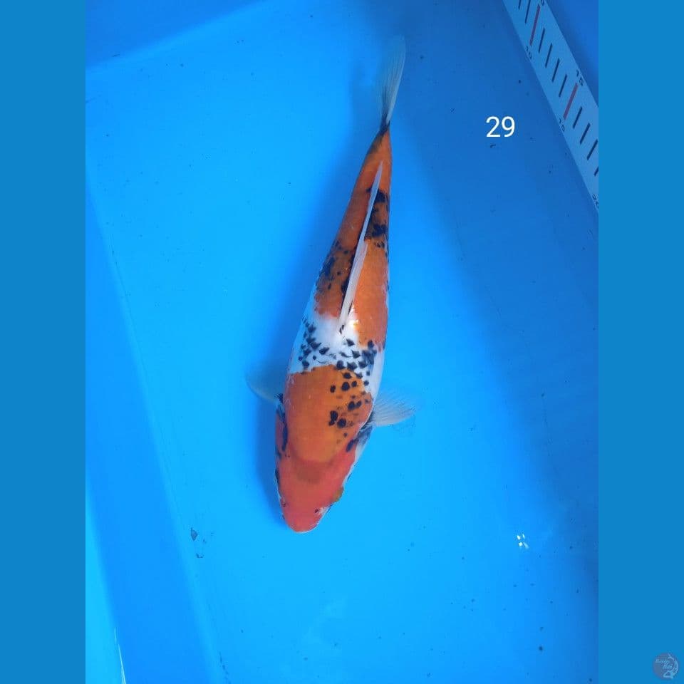 showa 29cm