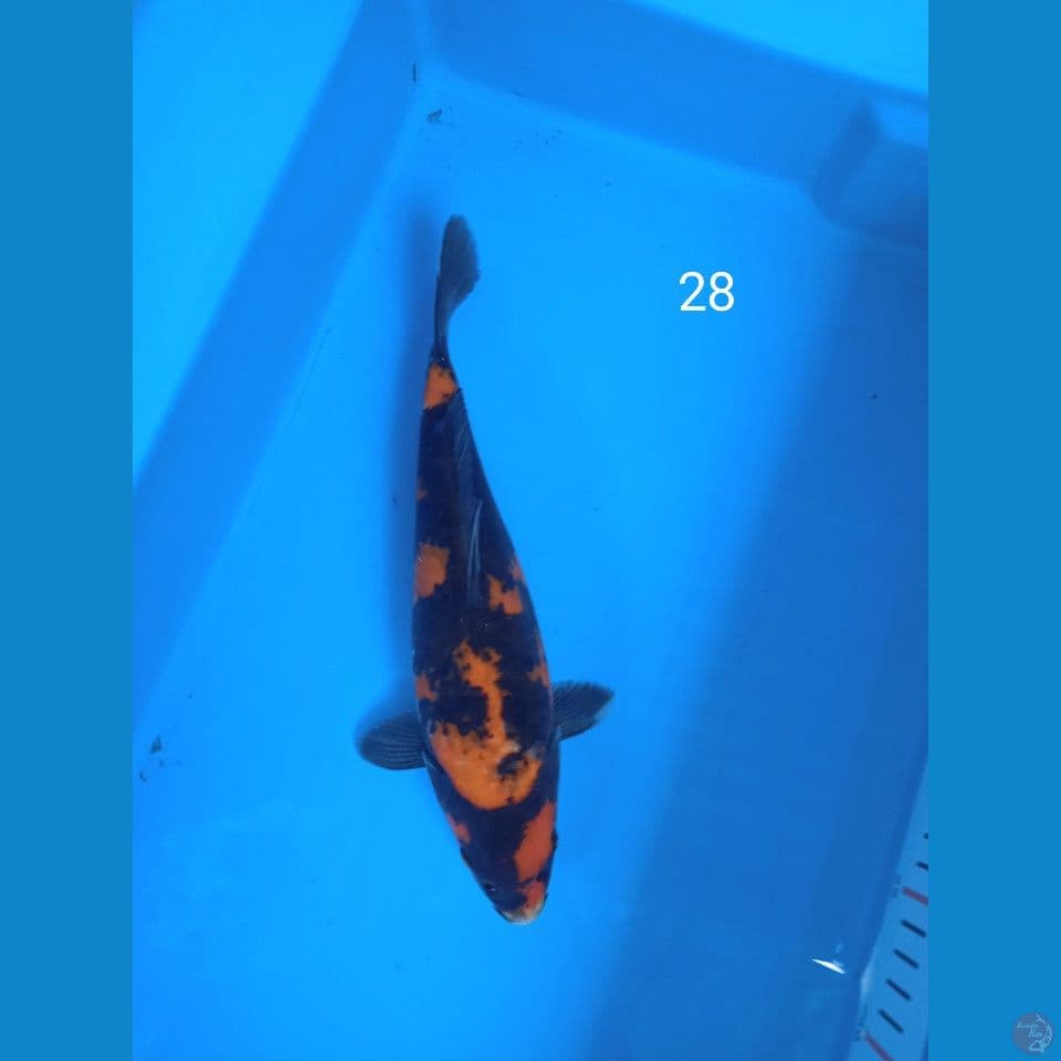 showa 28cm