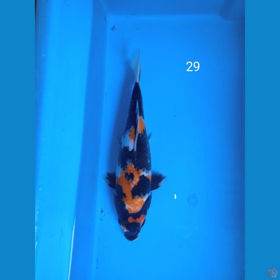 showa 29cm