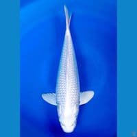 platinum ginrin 37 cm