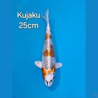 KUJAKU 25CM