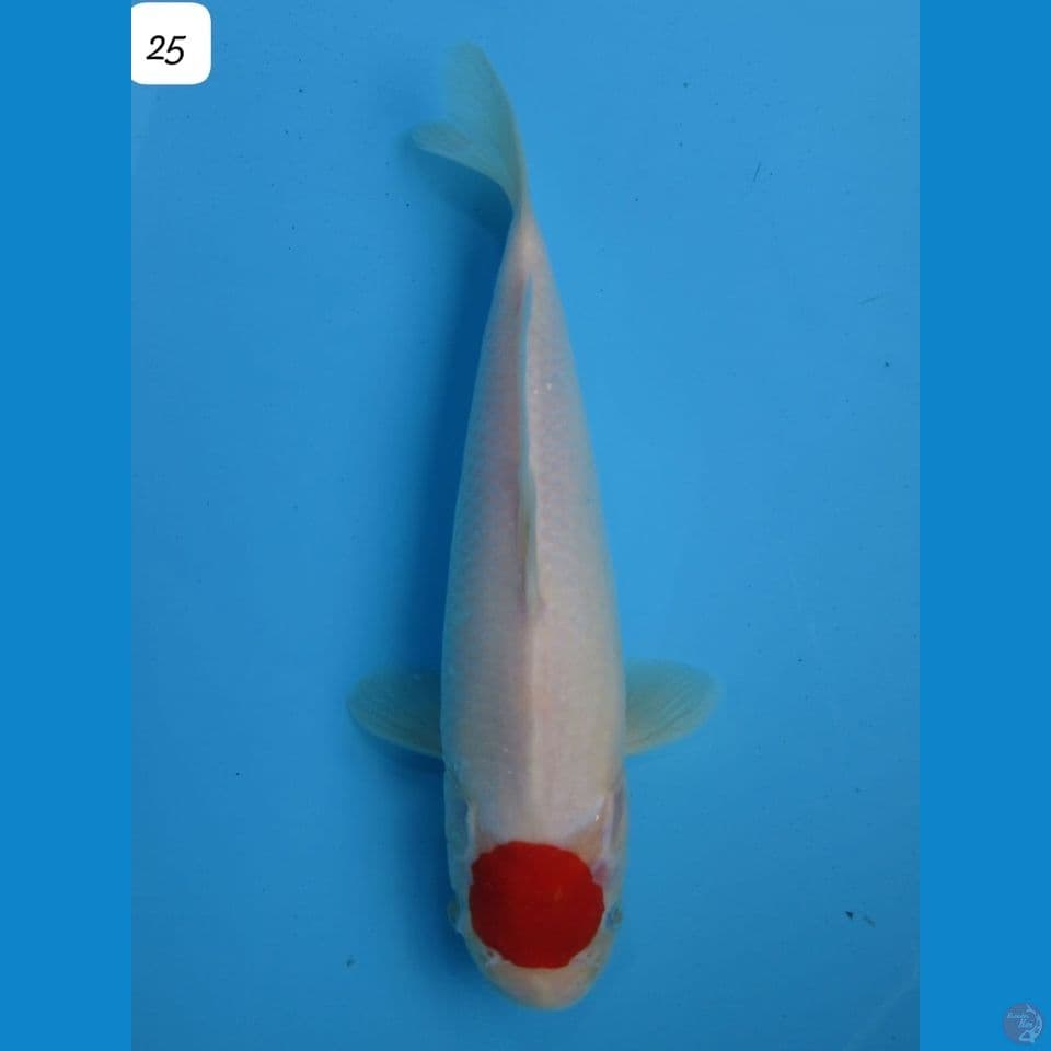 25cm - male Tancho Ori 