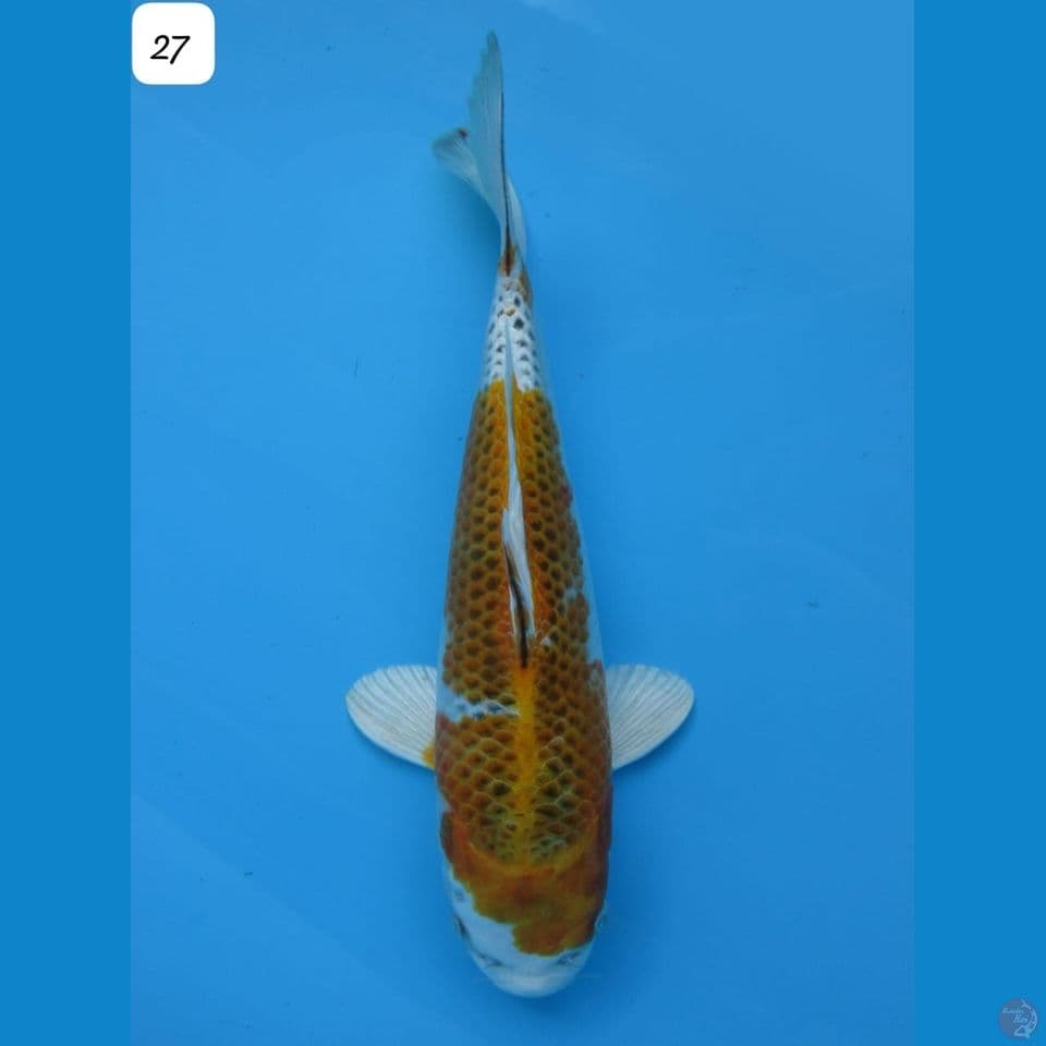 27cm - male Yellow Kujaku