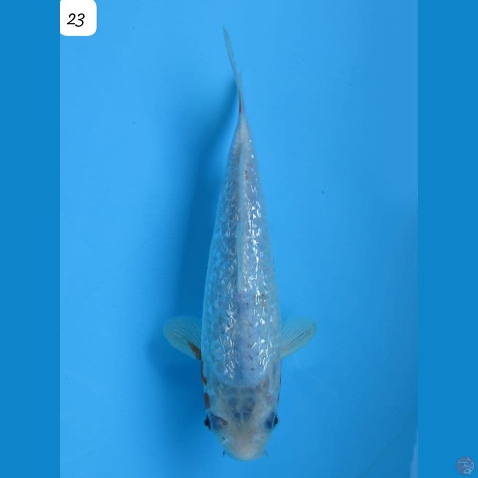 23cm - male Asagi Ginrin 