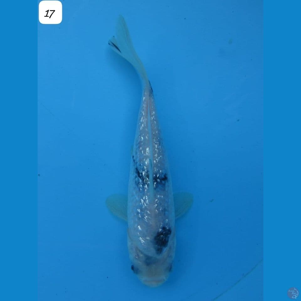 17cm - male Shiro Ginrin Tategoi