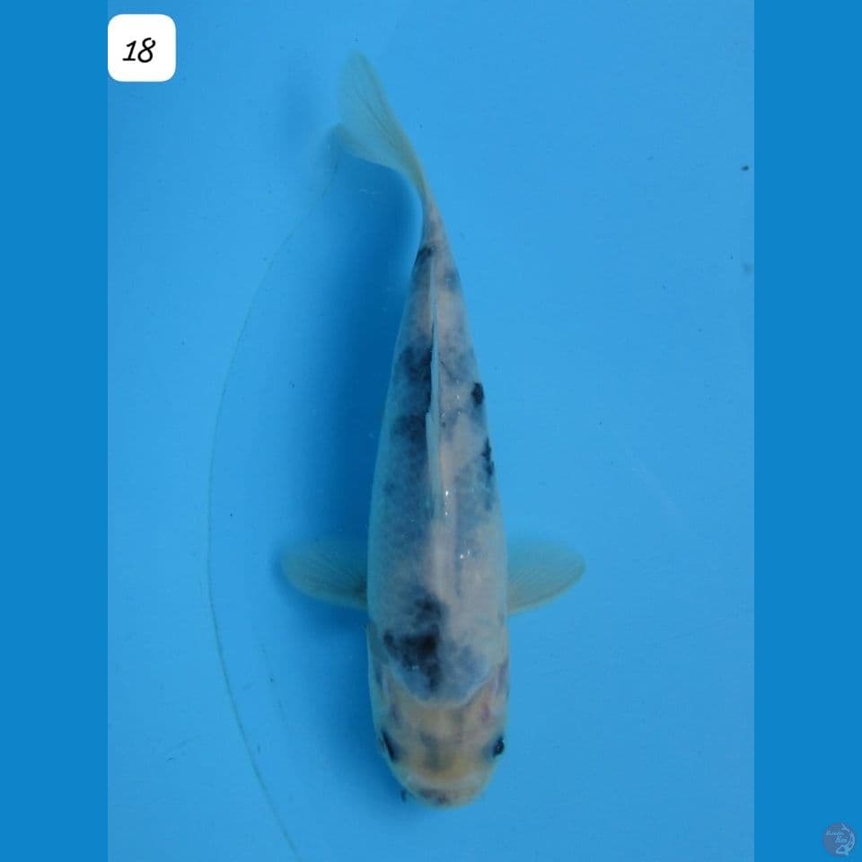 18cm - male Shiro Tategoi 